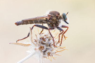 Close-up of insect on flower