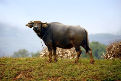 Cow standing on field against sky