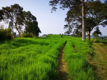 Scenic view of grassy field against sky