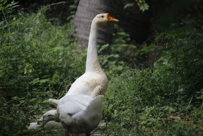 Close-up of swan on grass