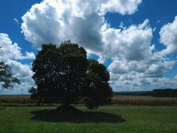 Trees on field against sky