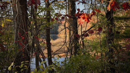 Scenic view of lake in forest