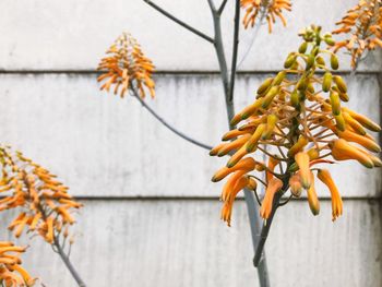 Close-up of yellow flowering plant during autumn