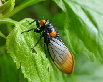 Close-up of insect on leaf