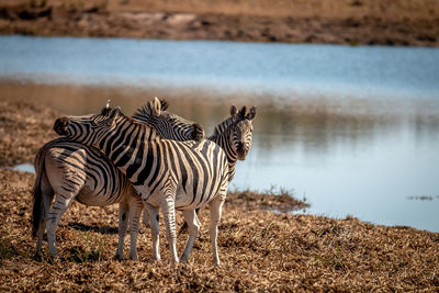 Zebra standing at lakeshore
