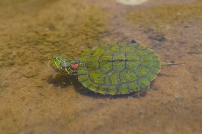 High angle view of turtle in sea