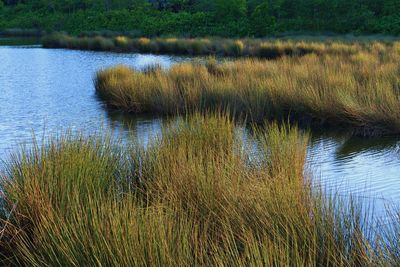 Scenic view of lake