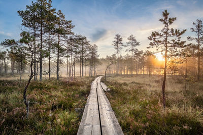 Walkway amidst trees against sky during sunset