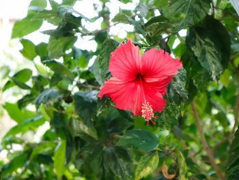 Close-up of red hibiscus flower