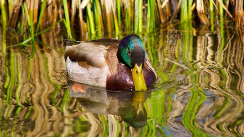 Duck swimming in a lake