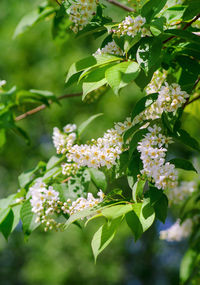 Close-up of flowering plant