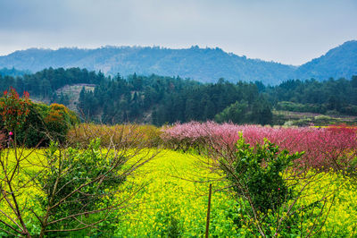 Scenic view of flowering plants and trees on field against sky