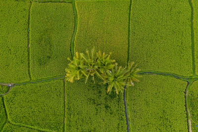 High angle view of plants growing on field