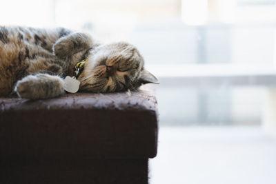 Close-up of a cat on the wall