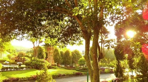 Trees growing in park