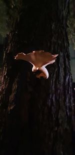 Close-up of crab on tree trunk