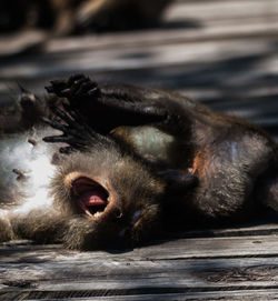 Monkeys fighting on footpath