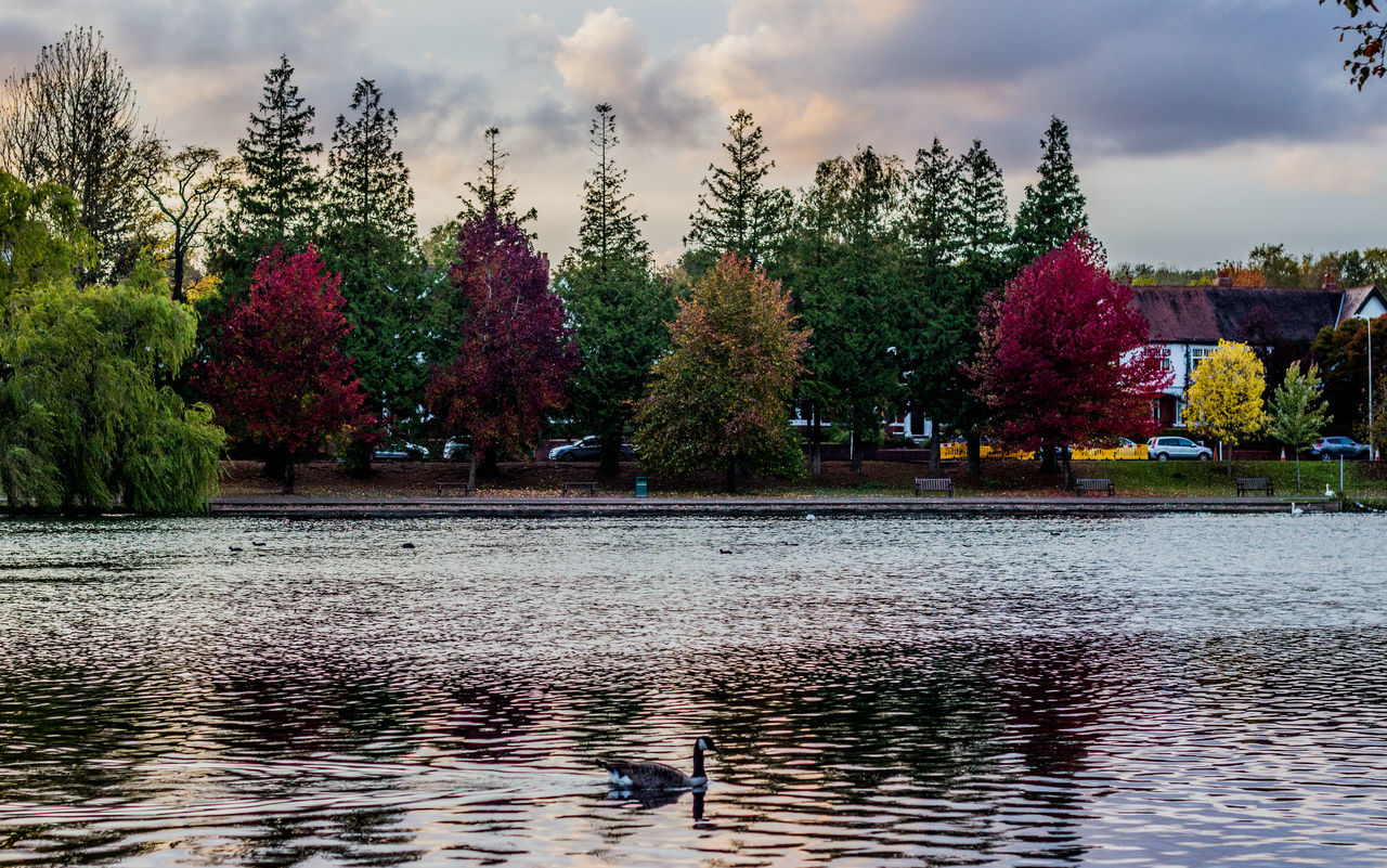 VIEW OF TREES IN FRONT OF PARK