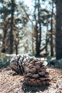 Close-up of pine cone on tree in forest