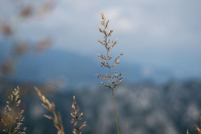 Close-up of flowering plant on land against sky