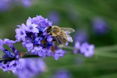 Close-up of bee pollinating on purple flower