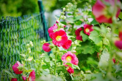 Close-up of pink flowers blooming in garden