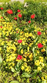 Close-up of yellow flowers