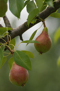 Close-up of fruits growing on tree