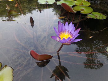 Close-up of lotus water lily in pond