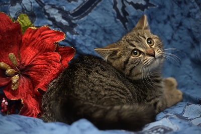 Close-up of cat looking away