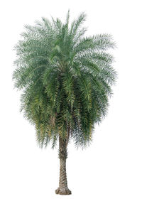 Low angle view of palm tree against sky