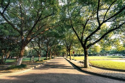 Road amidst trees in park