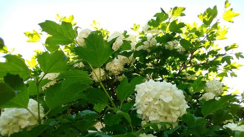 Close-up of white flowering plants against sky