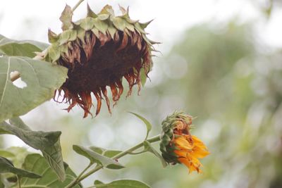 Close-up of wilted flower