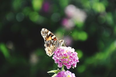 Close-up of butterfly on flower