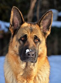 Close-up portrait of dog