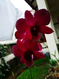 Close-up of pink flower