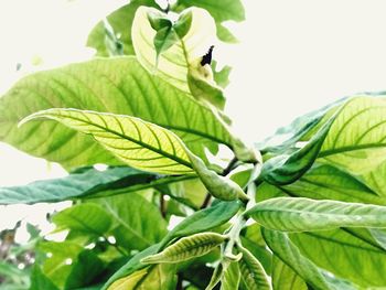 Close-up of leaves