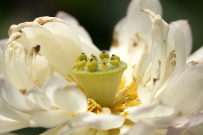 Close-up of white flowers over black background