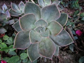 Close-up of plant