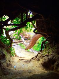 Plants growing on tree trunk