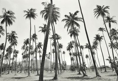 Palm trees on field against sky