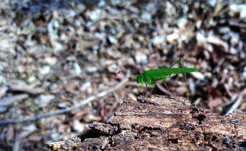 Close-up of insect on land