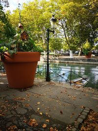 Potted plant on footpath by street against trees