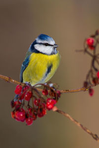 Close-up of bird perching on branch