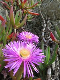 Close-up of purple flowers blooming outdoors