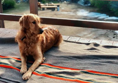 High angle view of dog sitting outdoors