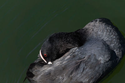 Close-up of black cat