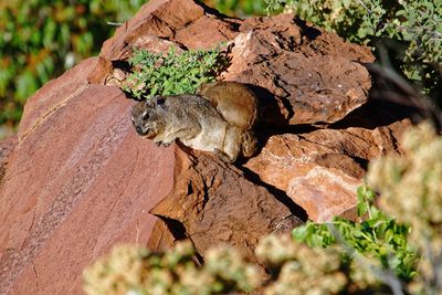 View of a lizard on rock