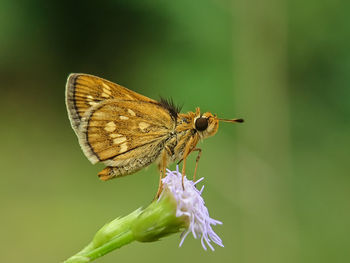 Close-up of butterfly pollinating on flower